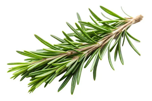 Unveiling the Magic of Rosemary for Hair Growth: Nature's Elixir