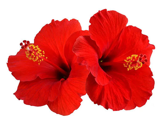 Blooming Beauty: The Remarkable Benefits of Hibiscus for Hair Growth